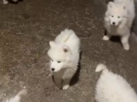 Samoyed yavrularımız sağlık ve ırk garantilidir