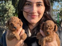 TOY POODLE MUHTEŞEM BEBEKLERİMİZ