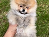 Pomeranian Minik Boz Ayıcık Boo Tedy Boo