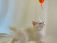 Farklı Gözlere Sahip Beyaz British Shorthair