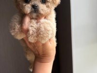 En özel kore maltipoo yavruları