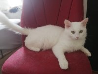 1 yaşında kısır ankara kedisi erkek