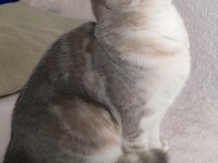 Safkan British Shorthair
