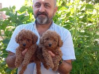 Toy ve mini boy poodle yavrularımız renk renk