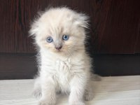 Scottish fold yavru kedimiz