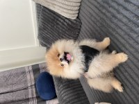 3 Aylık erkek pomeranian boo