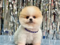 Sevimli Pomeranian Boo Yavrularımız