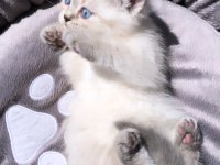 Scottish fold british blue point siyam