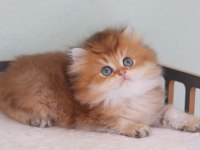 Safkan British longhair erkek