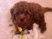 Secereli Red Brown Kore Poodle Yavruları