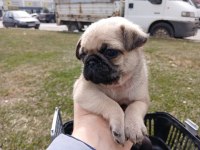IRK VE SAĞLIK GARANTİLİ PUG YAVRU