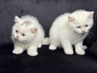 Ayı surat british shorthair yavrular