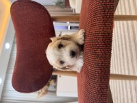 Maltipoo bebeğim