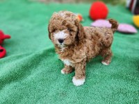 Sevimli Maltipoo Yavrularımız