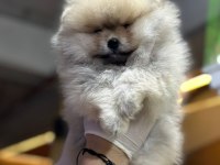 POMERANIAN BOO DÜNYASI