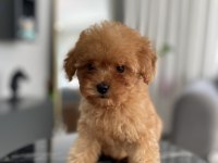 Teacup Erkek Toy Poodle Yavrumuz Yeni Ailesini Aramakta