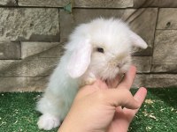 Orijinal Hollanda Lop Tavşanları Full Set ve Kapıda Ödeme