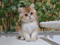 Üst kalite Erkek British Shorthair yavru