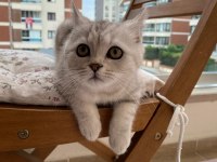 3 AYLIK ERKEK BRITISH SHORTHAIR