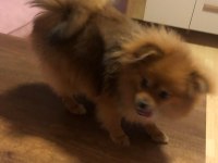 Safkan 10 aylık spitz