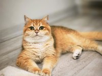 British Shorthair Ny12 Kızımız