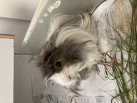 Ücretsiz Uysal 2 Guinea pig
