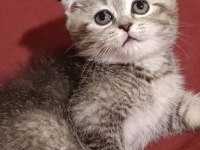 Veterinerden scottish fold yavruları