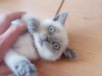 Güzel british shorthair bebeğe yuva arıyoruz