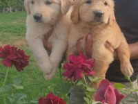Golden retriever çok şeker yavrular