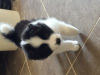 Muhteşem border collie yavrular