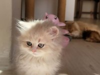 Harika British longhair Golden yavrularımız
