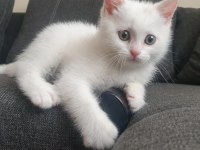 60 Günlük Beyaz British Shorthair Oyuncu Sevimli