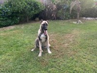 Kangal Aslan Pusat İçin Hak Ettiği Bir Yuva