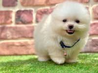 Türkiyenin en küçük köpekleri pomeranian boo