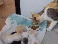 KEDİM VE MİNİK YAVRULARI