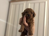 ORJINAL DARK RED TOY POODLE YAVRULARIM