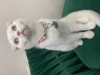 Scottish fold kedimizi zorunluluktan sahiplendiriyoruz