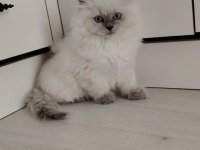 Dişi ve erkek british longhair mevcuttur
