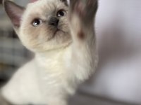 ACİL YAVRU KEDİLERİN İLANI