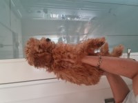 Yakışıklı bal poodle