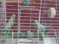 Rainbow güzel renkli yavru muhabbet kuşları