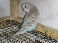 Bebek muhabbet kuşları