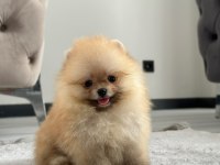 Üst Kalite Pomeranian Yavrular