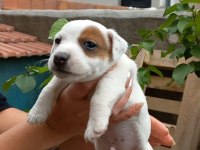 Yavru jack russell
