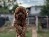 Sağlık Ve Irk Garantili Toy Poodle Yavrularımız