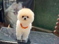 Can Dostu Pomeranian