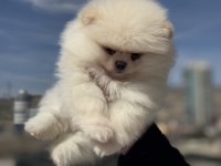 Fcı export sçr li show kalite pomeranian yavrumuz