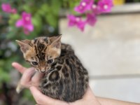 Bengal yavru kedim