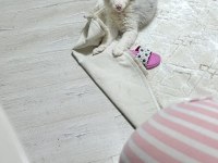 6 aralık doğumlu border collie yavrular rezerveye açıktır