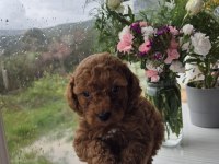 Toy poodle köpeği